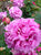 Purple rose, Blenheim rose garden, New Zealand