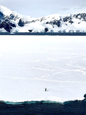 Antarctica- Penguin Solitude