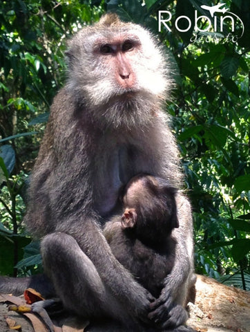 Monkeys, Bali, Indonesia