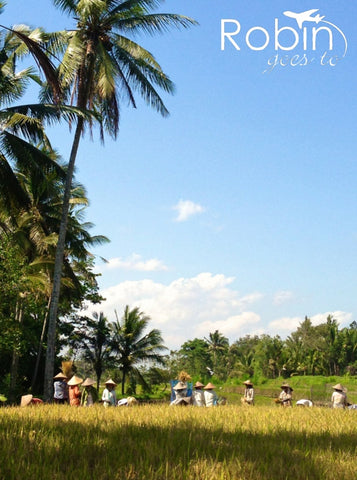 Rice fields, Ubud, Bali