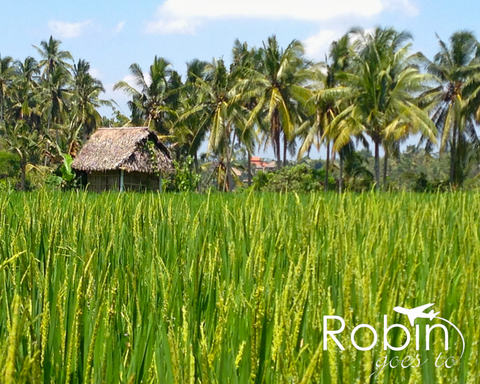 Rice fields, Ubud, Bali