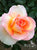 Pink rose, Blenheim rose garden, New Zealand
