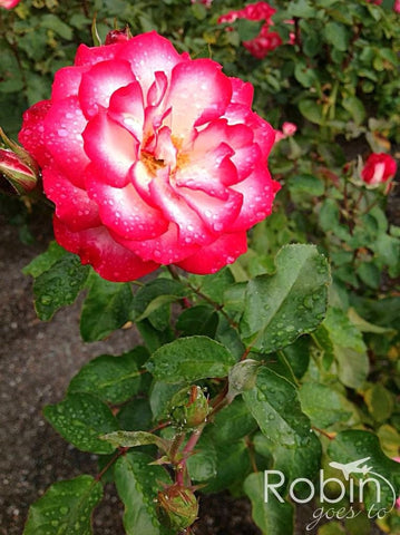 Red rose, Blenheim rose garden, New Zealand
