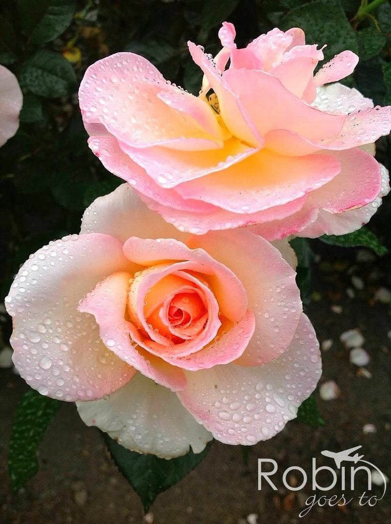 New Zealand- Rose Garden- Two Roses | RobinGoesTo