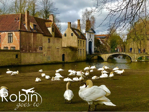 Belgium- Bruges- Swans